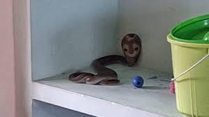 Cobra snake inside a Kerala home shelf area
